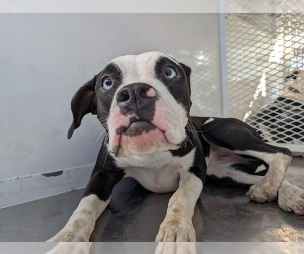 Medium Photo #1 Mutt Puppy For Sale in Bakersfield, CA, USA