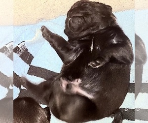 Pug Puppy for sale in WINSTON SALEM, NC, USA