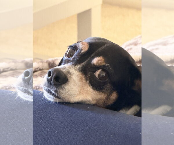 Medium Photo #2 Beagle Puppy For Sale in Menifee, CA, USA
