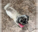 Small #2 Shih Tzu Mix