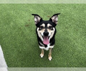 Shiba Inu-Unknown Mix Dogs for adoption in Grand Prairie, TX, USA