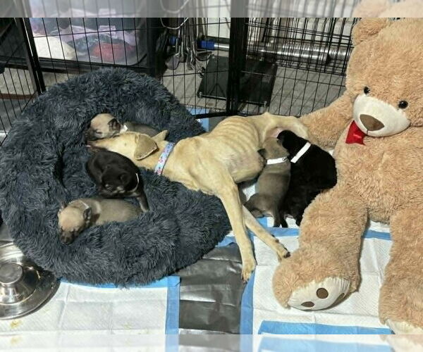 Medium Photo #2 Mutt Puppy For Sale in Imlay City, MI, USA