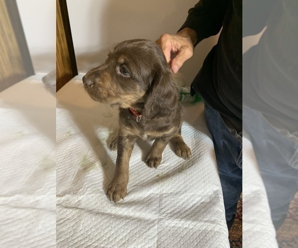 Medium Photo #11 Labradoodle Puppy For Sale in DEEPWATER, MO, USA