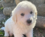 Small Photo #7 Great Pyrenees Puppy For Sale in DECATUR, IN, USA