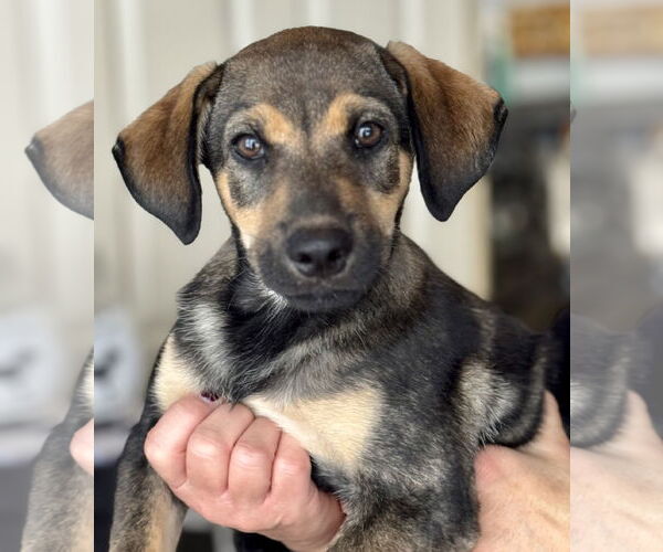 Medium Photo #4 Mutt Puppy For Sale in Jefferson, NJ, USA