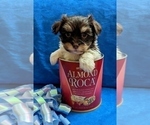 Small #9 Havanese