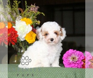 Poodle (Toy) Puppy for sale in NORTH EAST, MD, USA