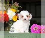 Image preview for Ad Listing. Nickname: Fritz