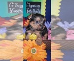 Small #5 Yorkshire Terrier