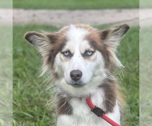 Huskies -Unknown Mix Dogs for adoption in Yardley, PA, USA