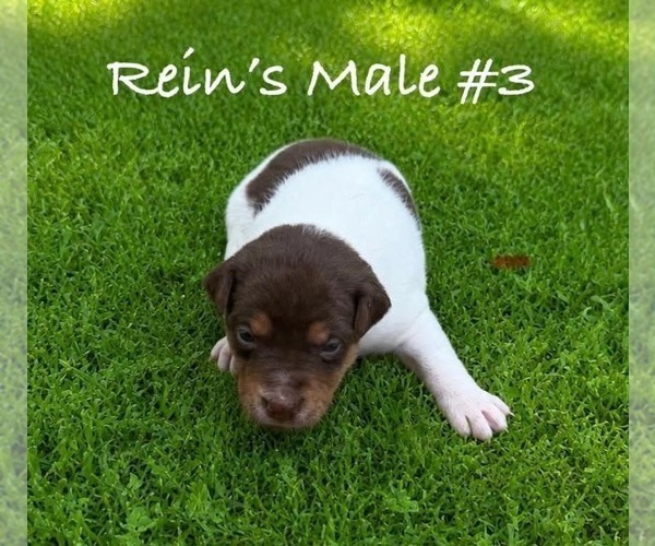 Medium Photo #9 Jack Russell Terrier Puppy For Sale in KINGSVILLE, MO, USA