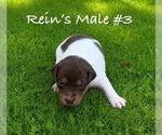 Small Photo #9 Jack Russell Terrier Puppy For Sale in KINGSVILLE, MO, USA
