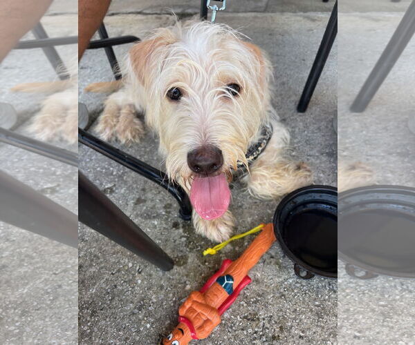 Medium Photo #7 Goldendoodle Puppy For Sale in Sanford, FL, USA