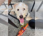 Small #6 Goldendoodle