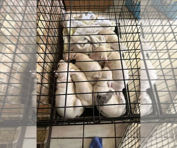 Medium Photo #3 Great Dane Puppy For Sale in Bullard, TX, USA
