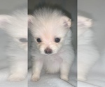 Small Photo #2 Pomeranian Puppy For Sale in PORTLAND, ME, USA