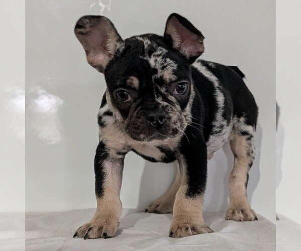 Medium Photo #10 French Bulldog Puppy For Sale in GOSHEN, IN, USA