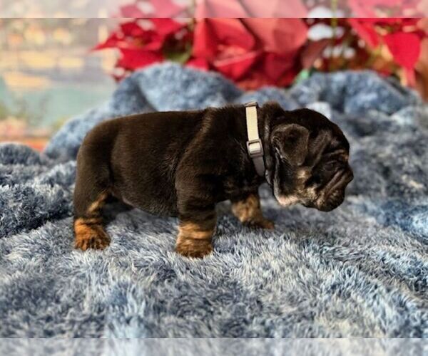 Medium Photo #5 English Bulldog Puppy For Sale in OOLOGAH, OK, USA