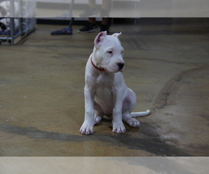 Dogo Argentino Puppy for sale in MISSION, TX, USA