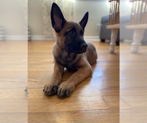 Belgian Malinois Puppy for sale in CENTENNIAL, CO, USA