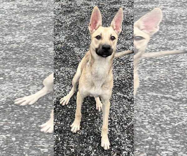 Medium Photo #2 Mutt Puppy For Sale in Woodbury, NY, USA