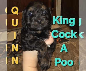 Cockalier-Poodle (Toy) Mix Puppy for sale in MIDDLETOWN, IN, USA