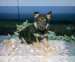 Puppy Rocko German Shepherd Dog