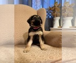 Small #4 Golden Shepherd