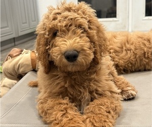 Goldendoodle Puppy for sale in OAKLAND, CA, USA