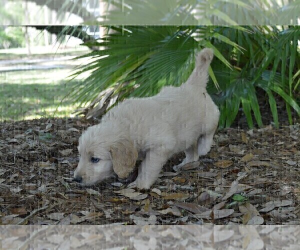 Medium Photo #2 Goldendoodle Puppy For Sale in LIVE OAK, FL, USA