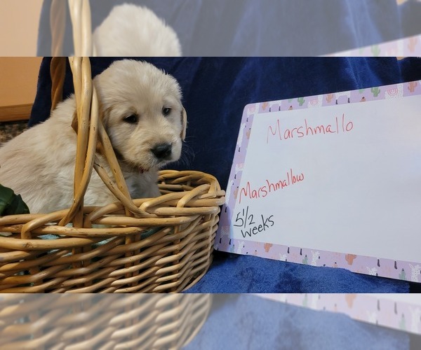 Medium Photo #3 Golden Retriever Puppy For Sale in VOORHEES, NJ, USA
