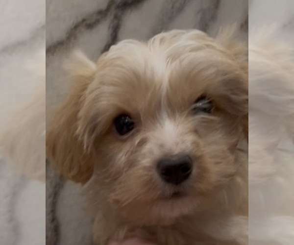 Medium Photo #1 Yorkshire Terrier Puppy For Sale in MOUNT CARMEL, PA, USA