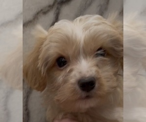 Yorkshire Terrier Puppy for Sale in MOUNT CARMEL, Pennsylvania USA