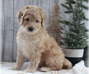Bernedoodle Puppy for sale in FREDERICKSBURG, OH, USA