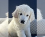 Small Photo #3 English Cream Golden Retriever Puppy For Sale in LINCOLN, CA, USA