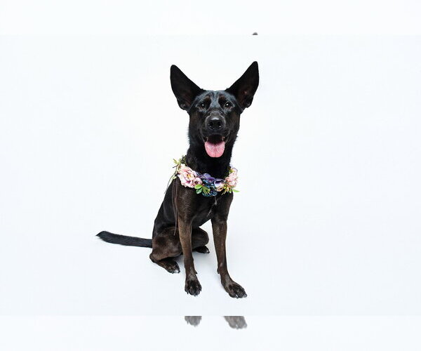 Medium Photo #25 German Shepherd Dog-Unknown Mix Puppy For Sale in Houston, TX, USA