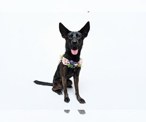 Forty - Female German Shepherd Dog-Unknown Mix Dog for Adoption - Photo #25
