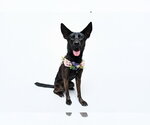 Small #24 German Shepherd Dog Mix