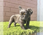 Small Photo #89 French Bulldog Puppy For Sale in MEMPHIS, TN, USA