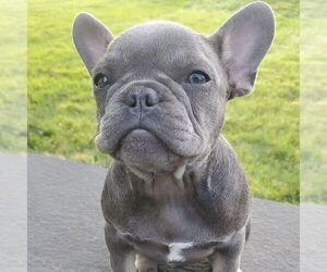 French Bulldog Puppy for sale in GORDONVILLE, PA, USA