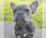 Image preview for Ad Listing. Nickname: Polly