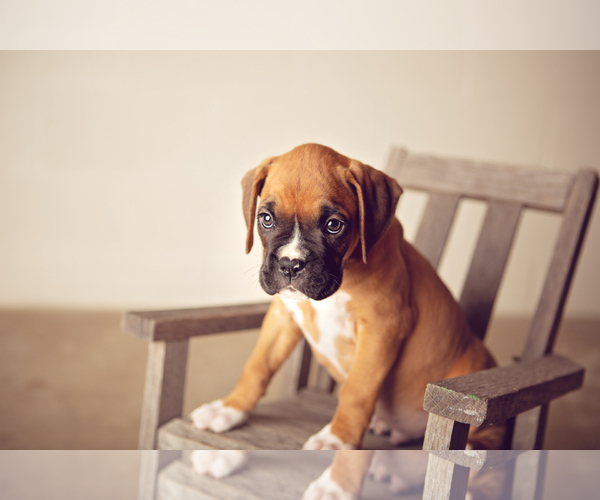 Medium Photo #2 Boxer Puppy For Sale in NARVON, PA, USA