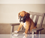 Small Photo #2 Boxer Puppy For Sale in NARVON, PA, USA