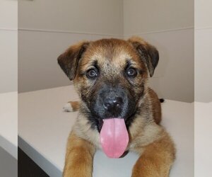 Charlotte (Pup 3 PINK) - Female Huskies -Unknown Mix Dog for Adoption - Photo #2