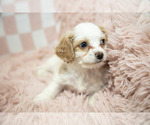 Small #2 Cavapoo