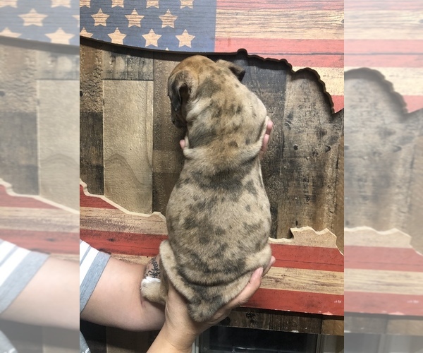 Medium Photo #4 Olde English Bulldogge Puppy For Sale in BOERNE, TX, USA