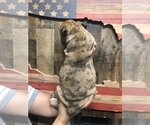 Small Photo #4 Olde English Bulldogge Puppy For Sale in BOERNE, TX, USA
