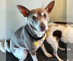 Small #5 Rat Terrier
