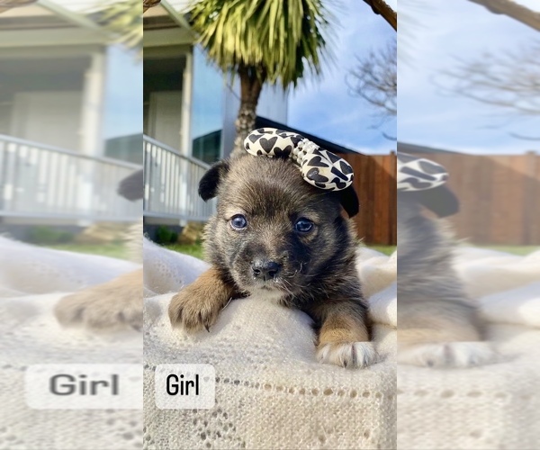 Medium Photo #4 Paperanian Puppy For Sale in PORTLAND, OR, USA