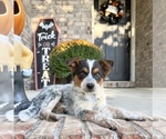 Small Australian Cattle Dog